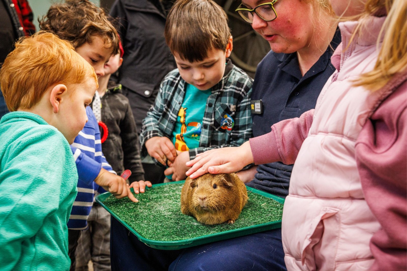 Farm animals at Folly Farm