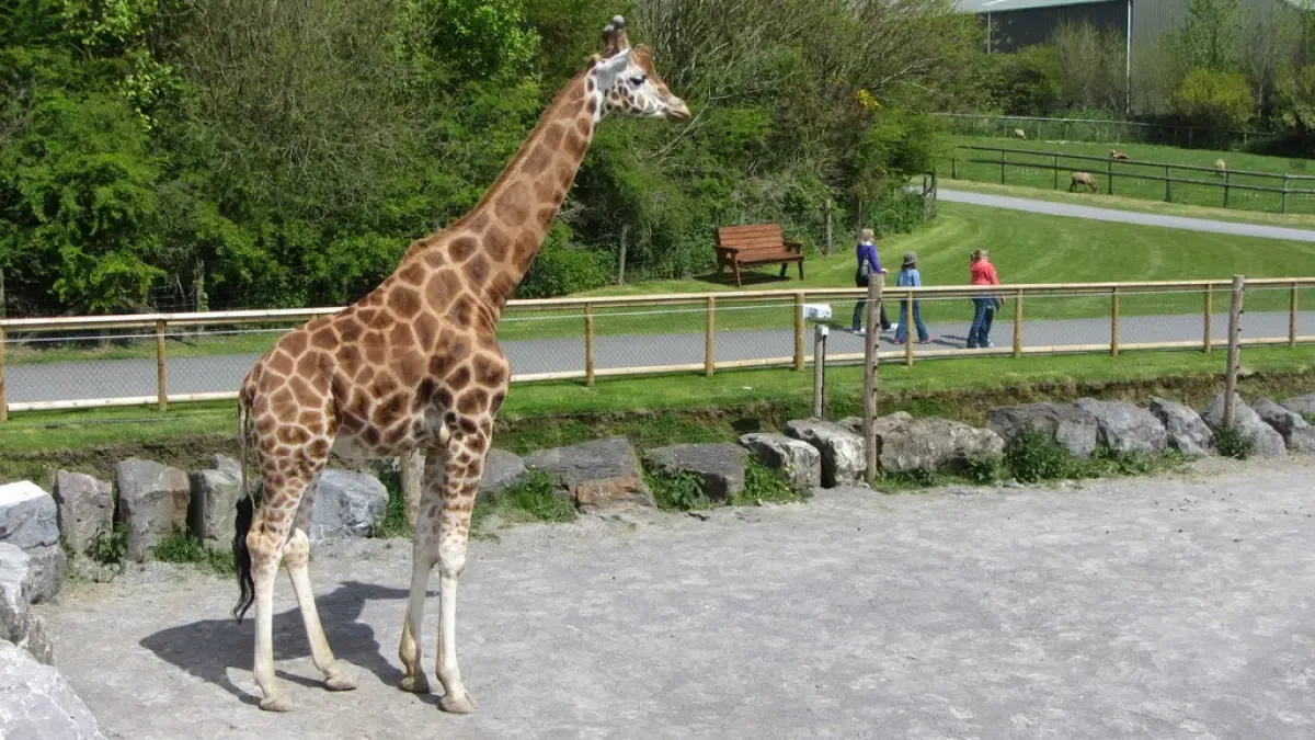 Zoo animals at Folly Farm