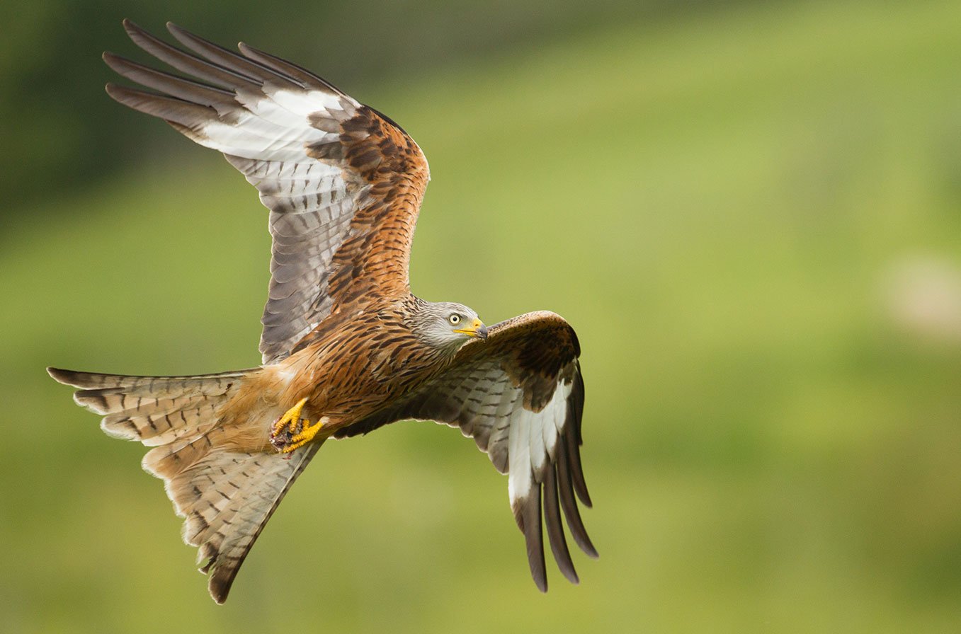 Photographing fast-moving red kites from a specialist hide at Gigrin Farm