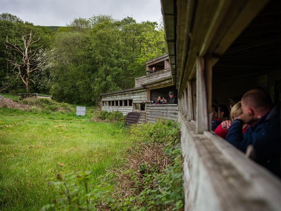Visitors watching red kites from a sheltered hide at Gigrin Farm