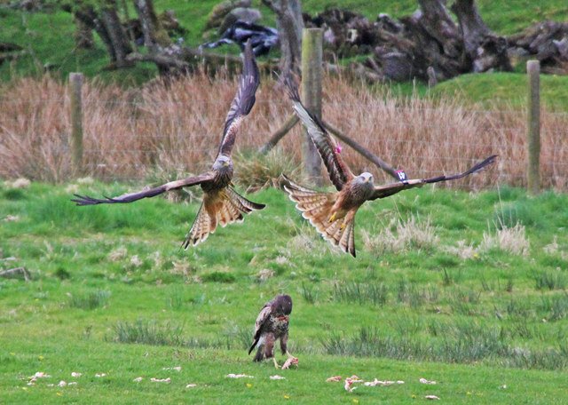 Red kites circling above Gigrin Farm before the daily feeding