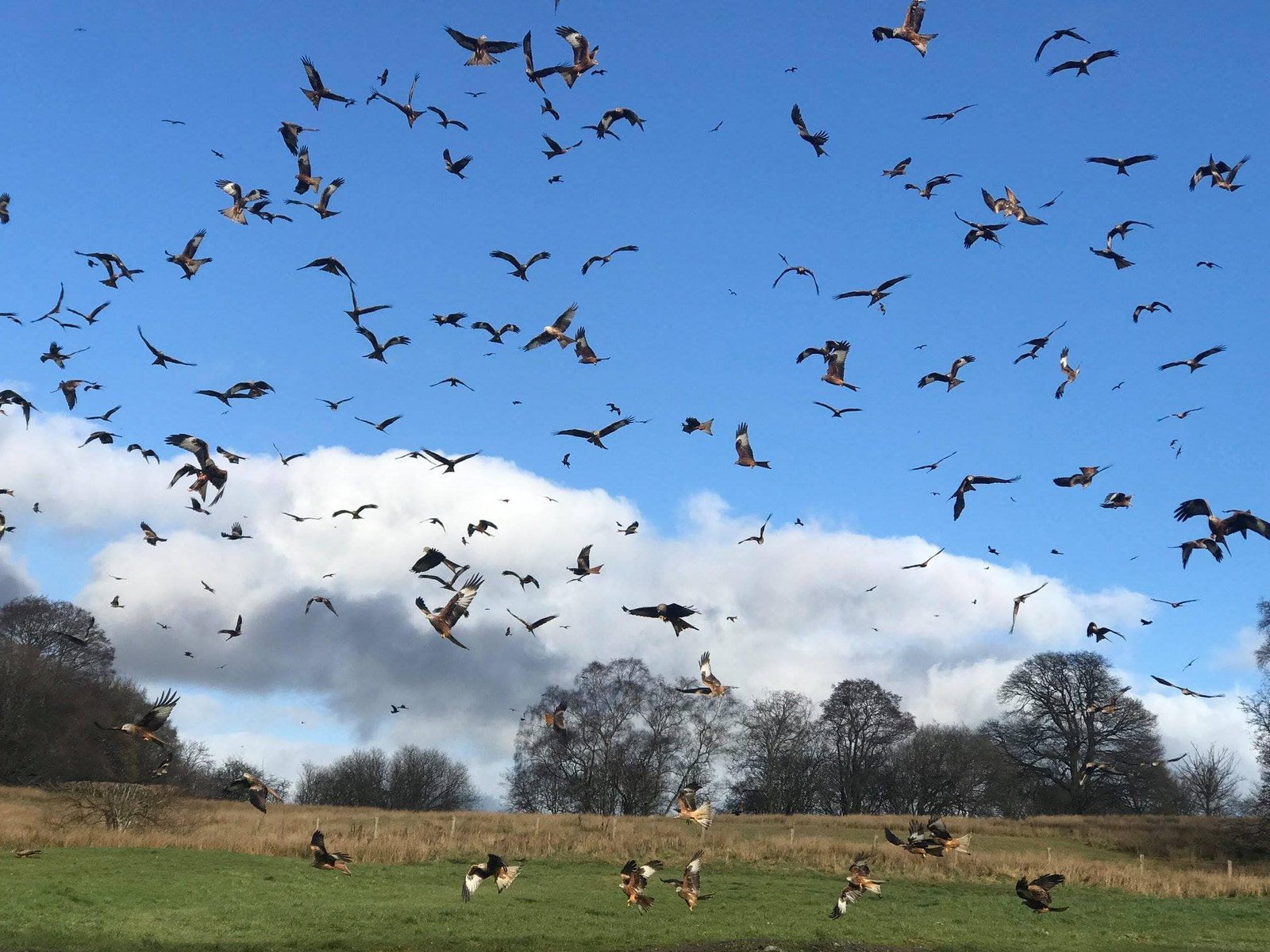Gigrin Farm Red Kite Centre - Near Rhayader