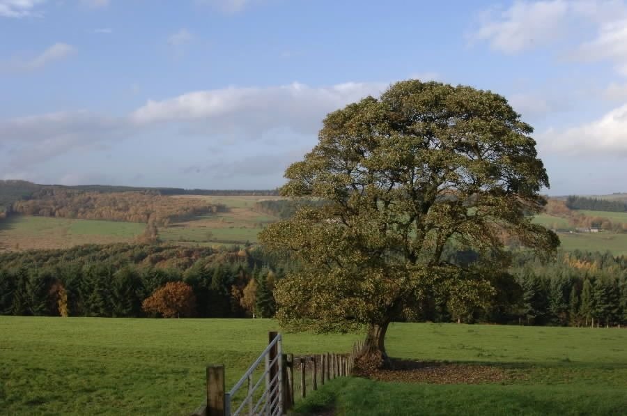 Forest clearing moorland vista North Pennines panorama open landscape