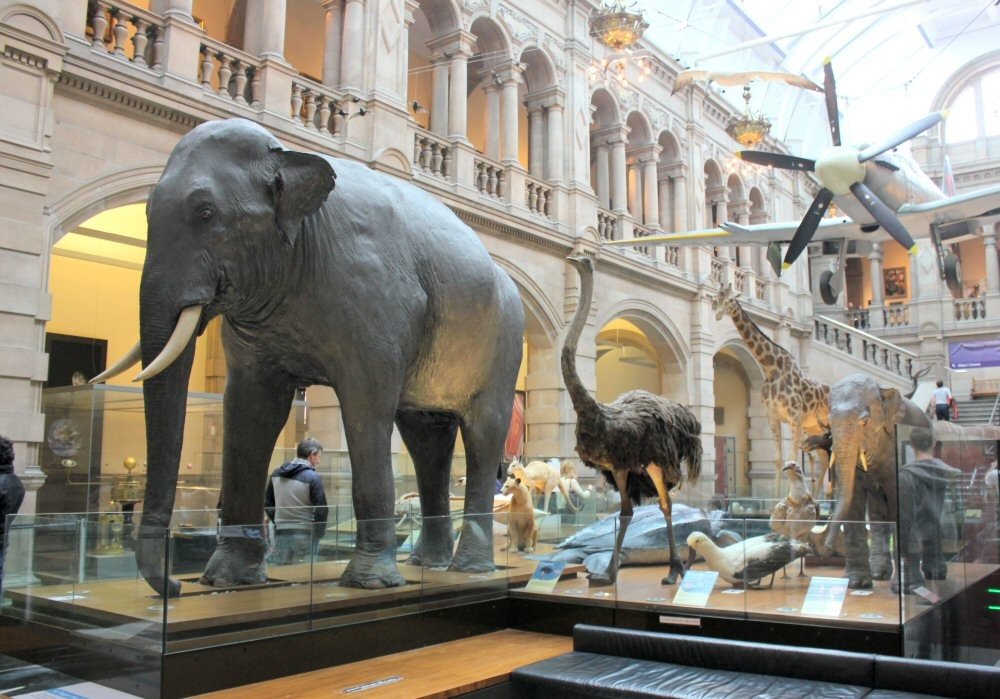 Natural history displays at Kelvingrove