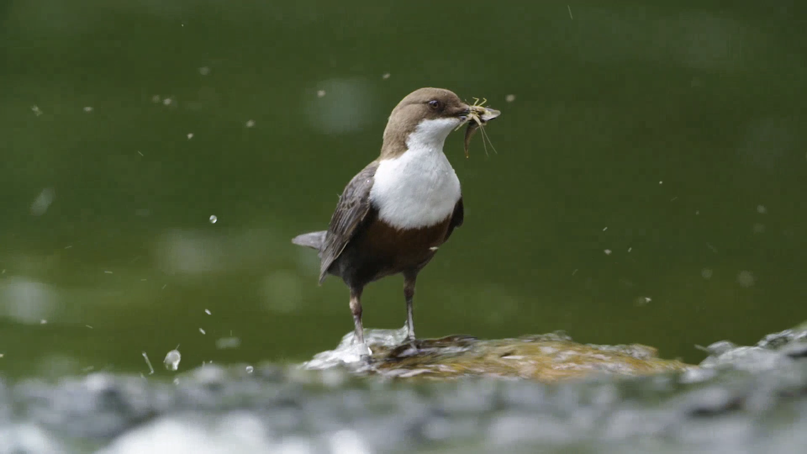local bird at the Lake Vyrnwy nature reserve