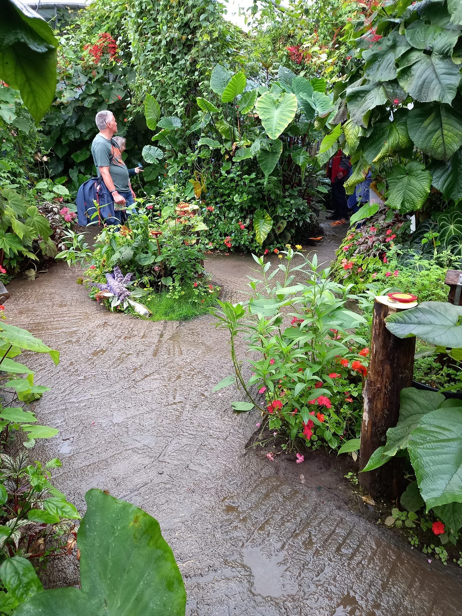 Tropical plants inside Magic of Life Butterfly House