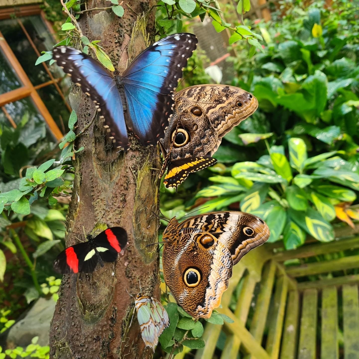 Magic of Life Butterfly House
