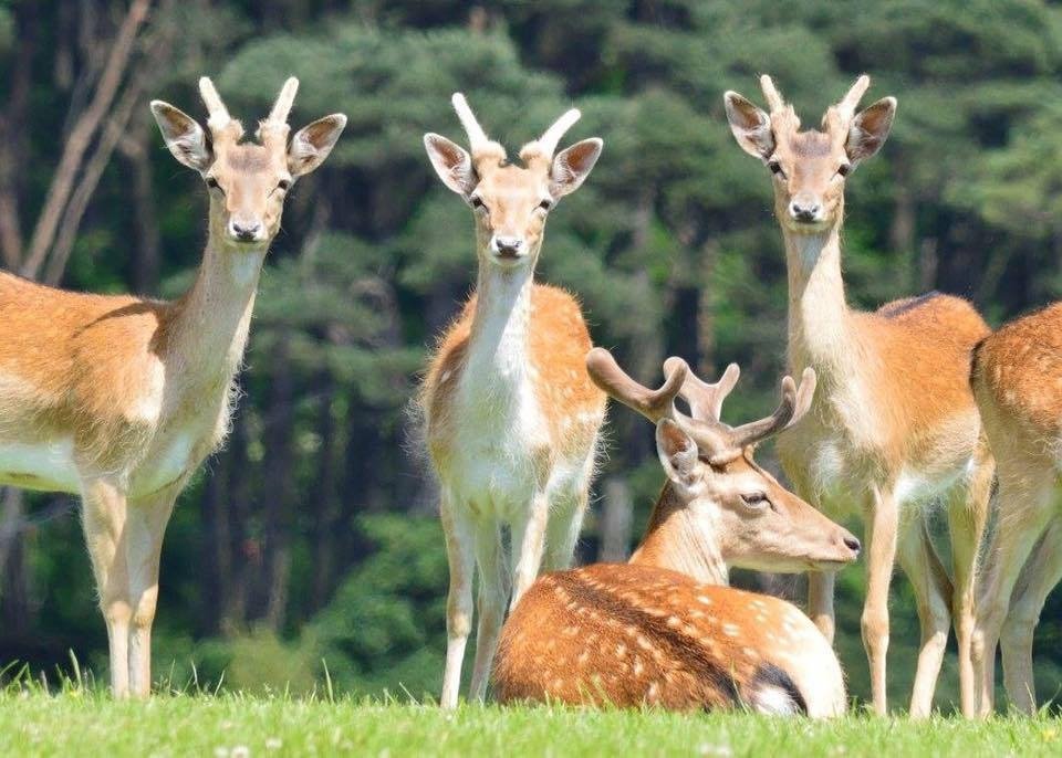 Deer in the parkland at Margam Country Park