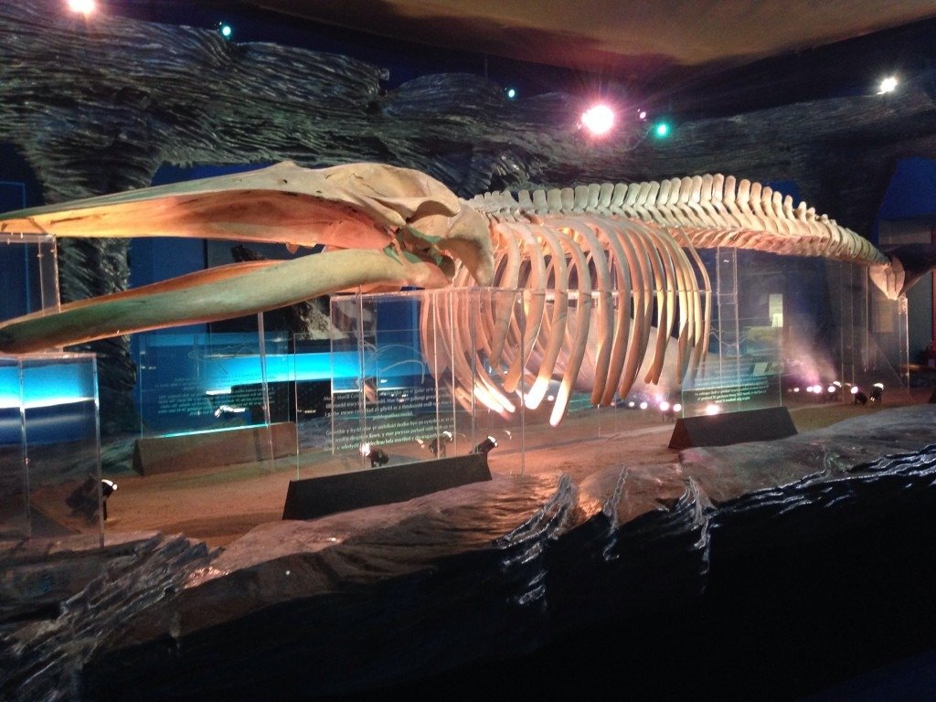 Natural history gallery at National Museum Cardiff