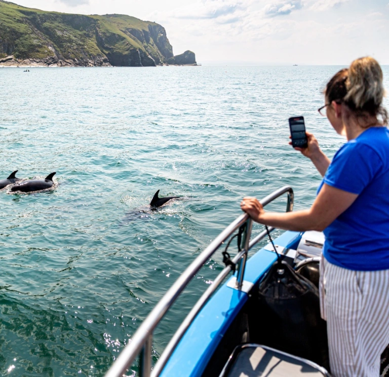 New Quay Dolphin & Wildlife Boat Trips