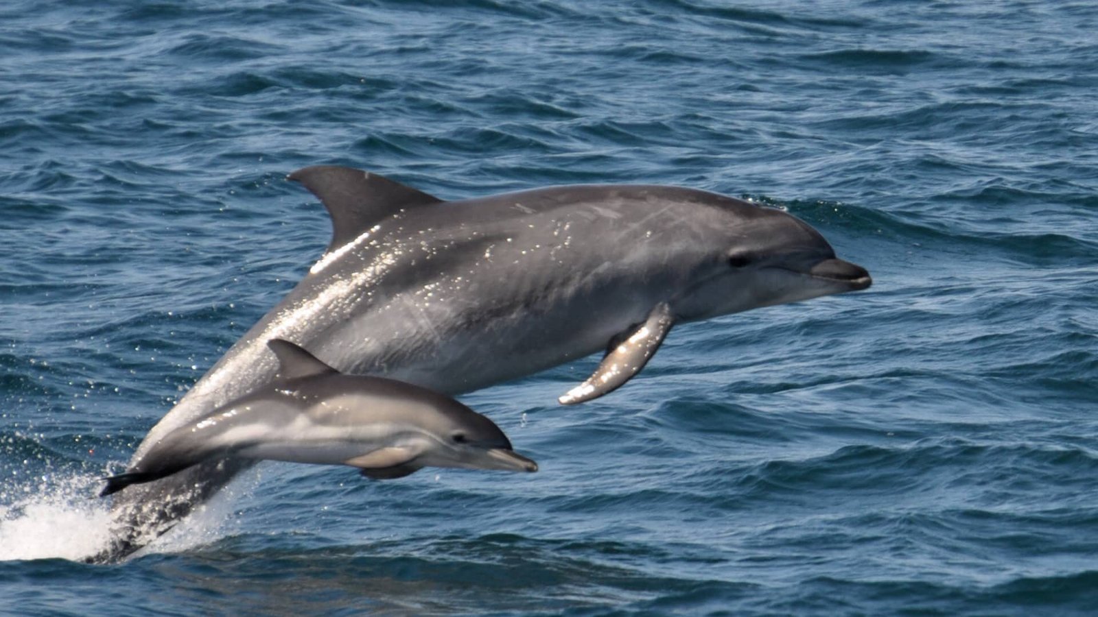 Marine wildlife in Cardigan Bay off the Ceredigion coast