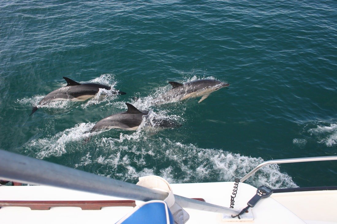 Bottlenose dolphin surfacing in Cardigan Bay near New Quay