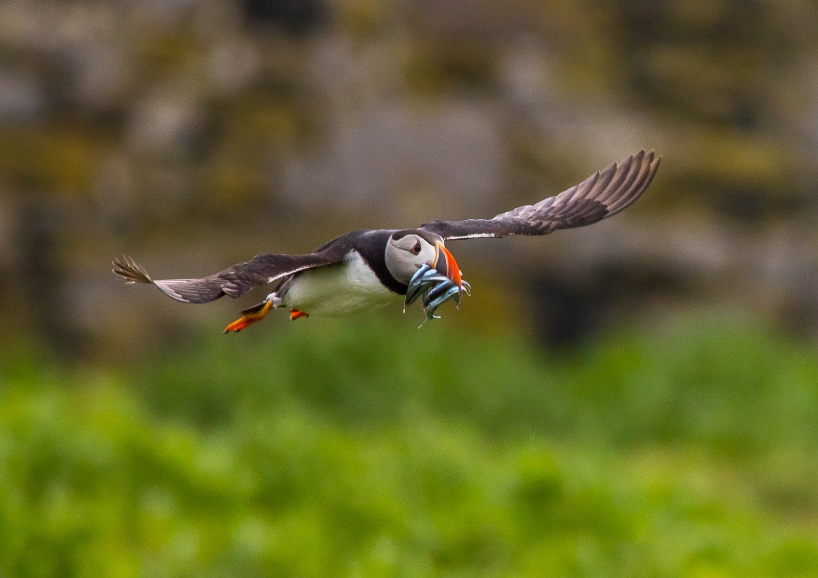 Visitors watching seabirds from the cliffs at RSPB South Stack