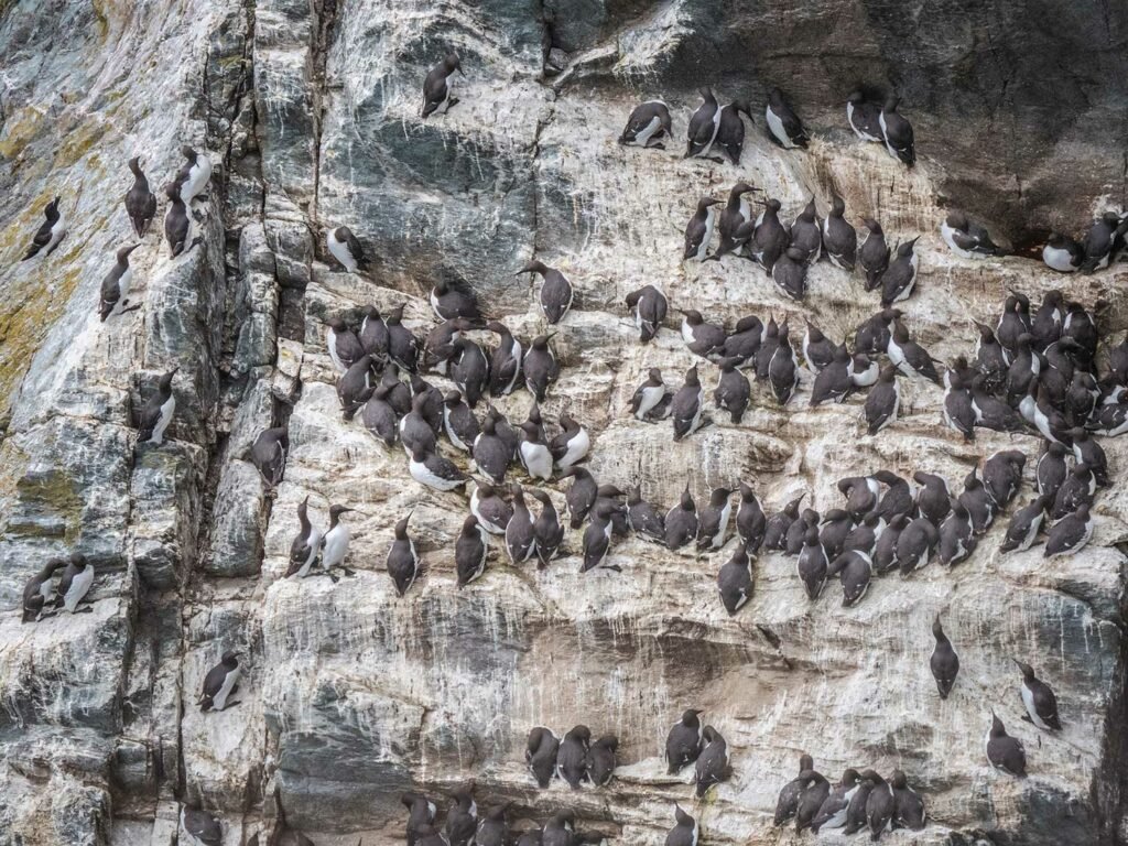 Seabirds nesting on the cliffs at RSPB South Stack