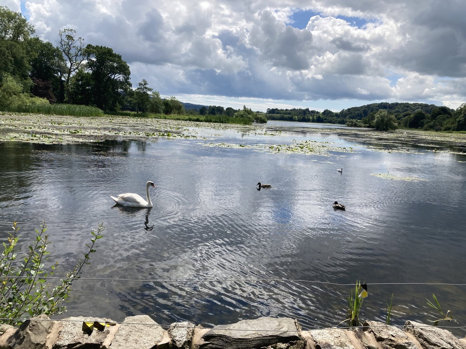 Wildlife and wetlands at Threave Nature Reserve