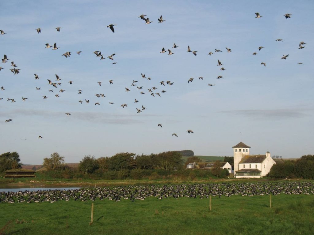 Winter wildlife at WWT Caerlaverock
