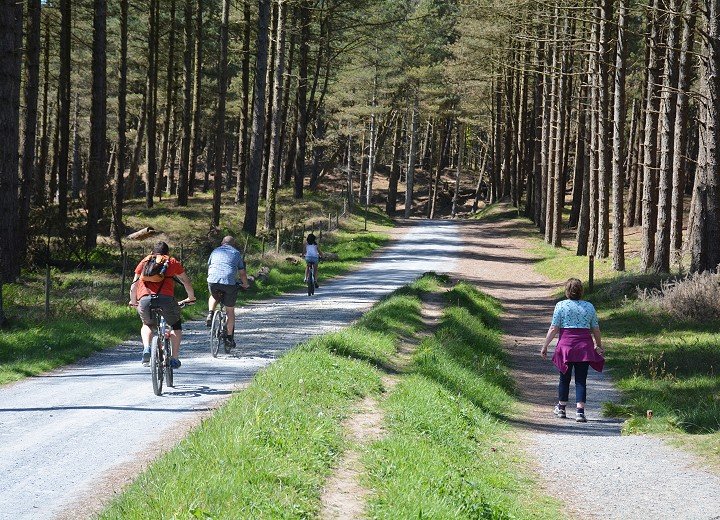 Visitors following a pine forest trail at Newborough on Anglesey