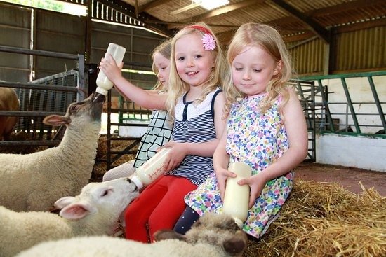 Children meeting farm animals at Fantasy Farm Park