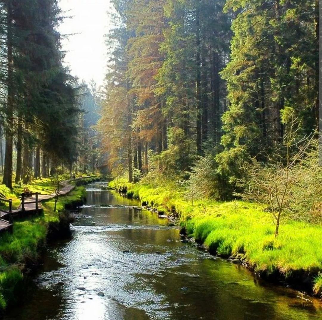 Hafren Forest