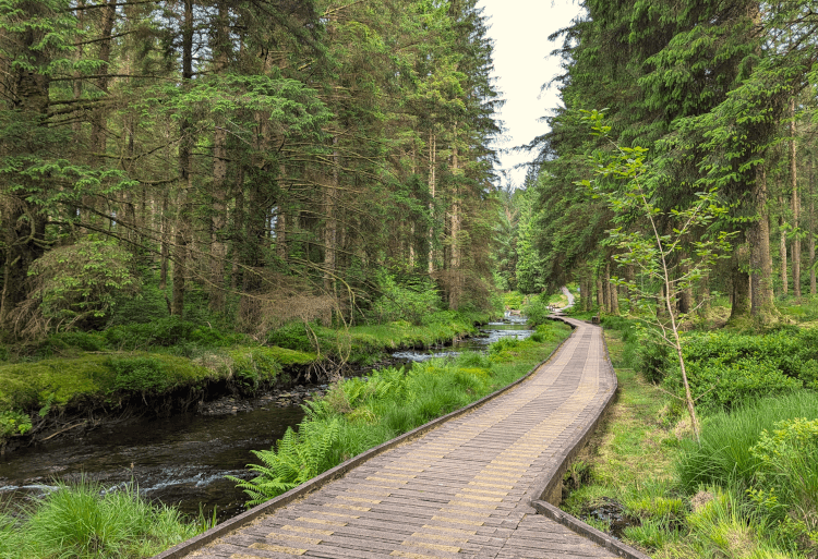 Accessible boardwalk beside the River Severn in Hafren Forest