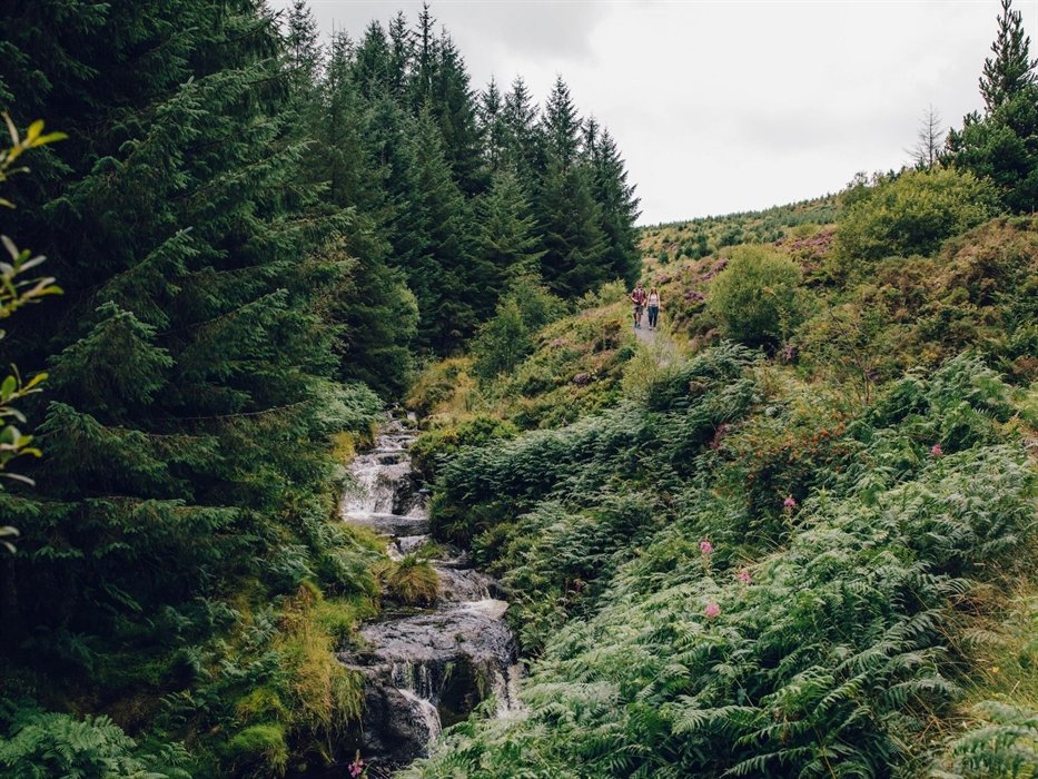 Blaen Hafren Falls in the heart of Hafren Forest