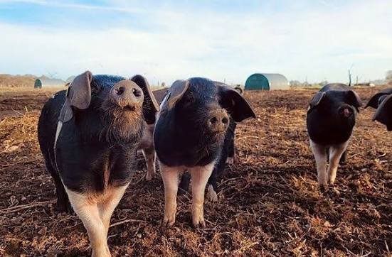 Jimmy's Farm