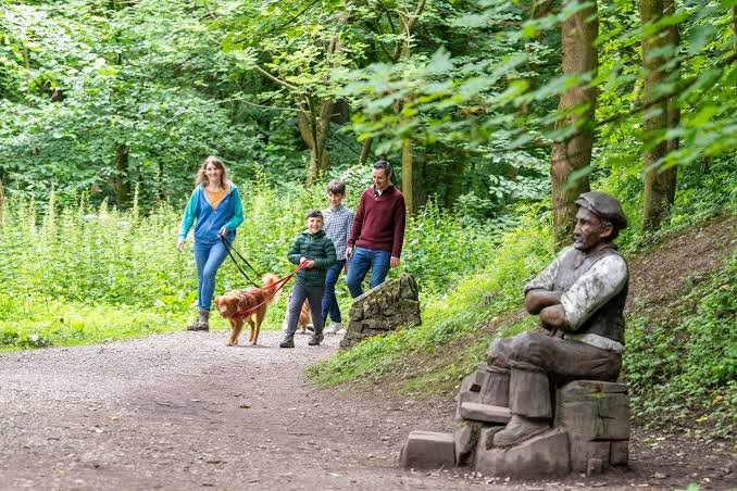 Woodland walk country park tree-lined path natural landscape