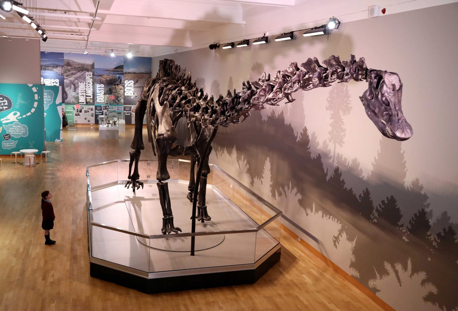 Natural history displays at Ulster Museum