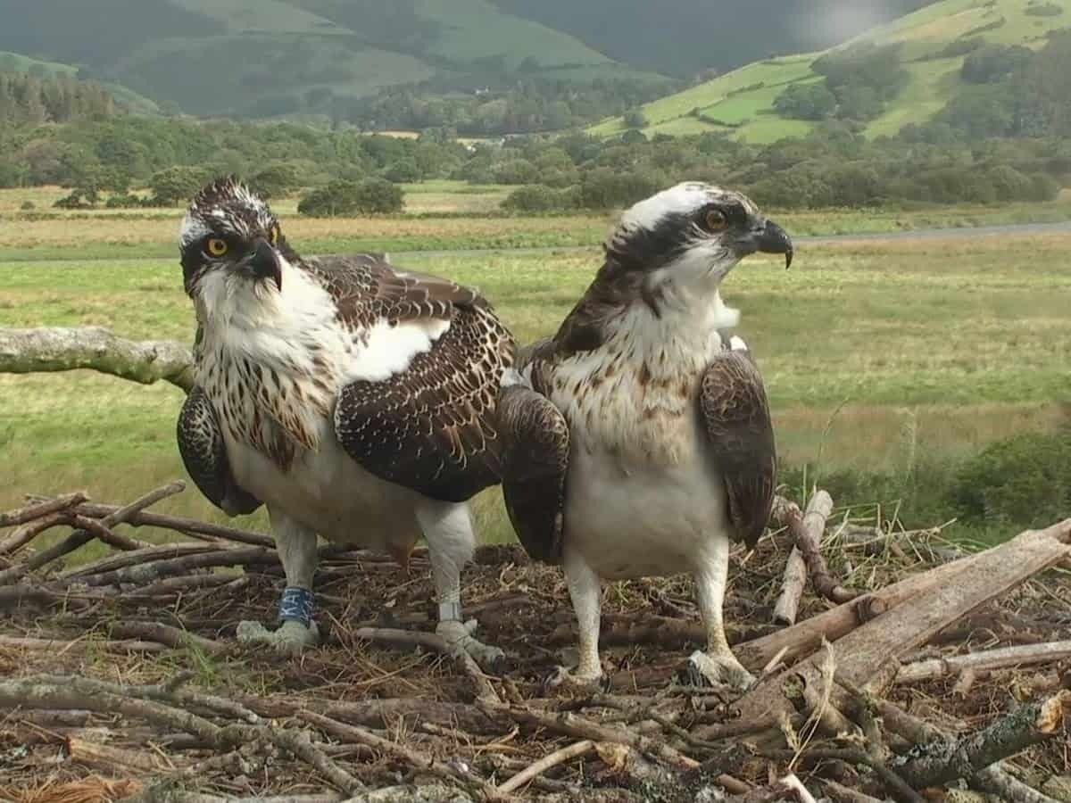 Osprey at the Dyfi Osprey Project