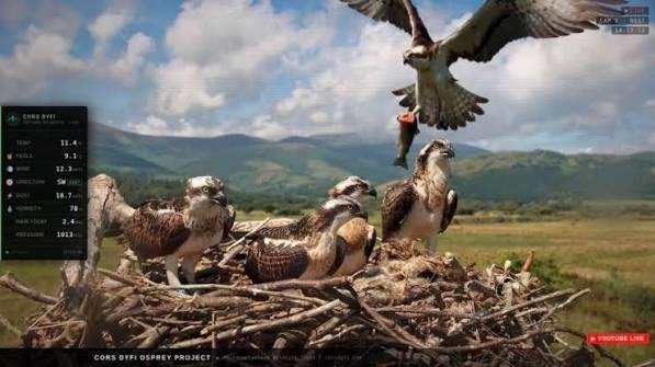 Visitors watching wildlife from the Dyfi 360 Observatory